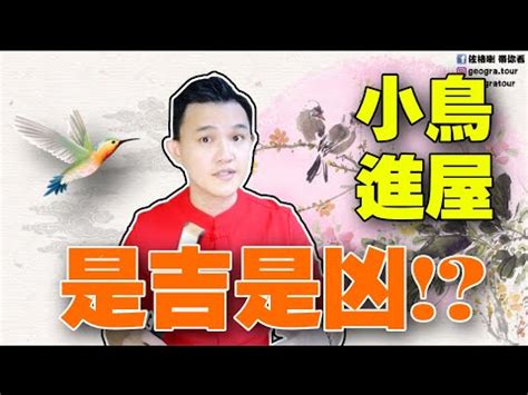 麻雀入屋|【麻雀進屋什麼意思】麻雀進宅，吉兆還是凶兆？揭秘麻雀進屋背。